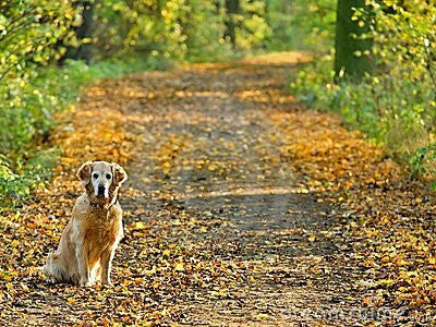 Stroll Through The Park