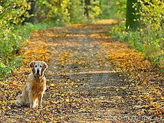 Stroll Through The Park