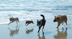 A Day at the Beach